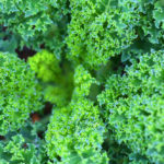 foods to eat to live longer