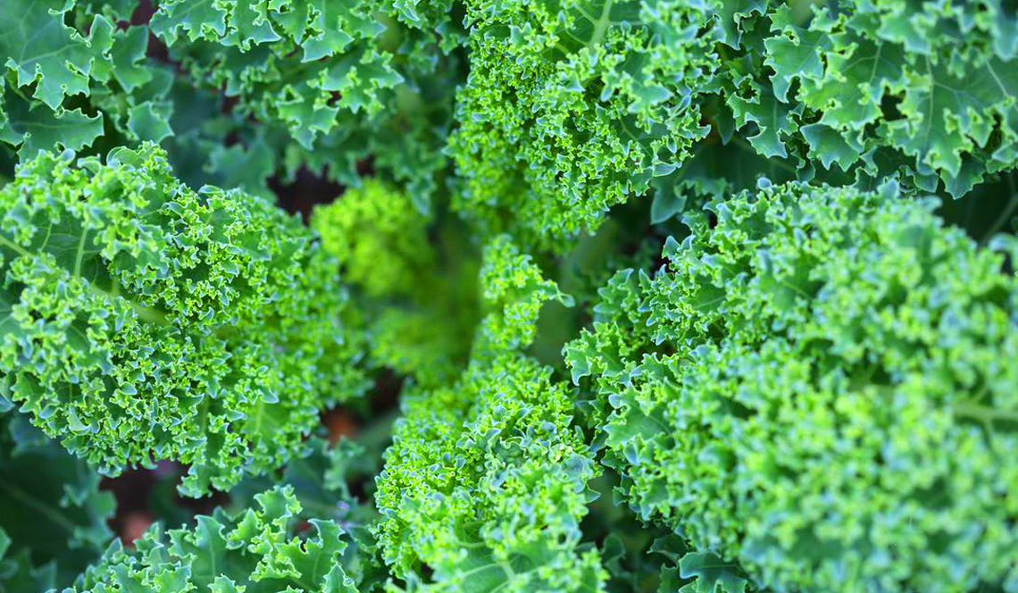 foods to eat to live longer