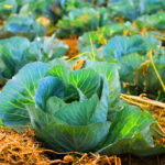 How to Start an Organic Garden | The 6 Stress-Free Organic Gardening Tips You Need to Know