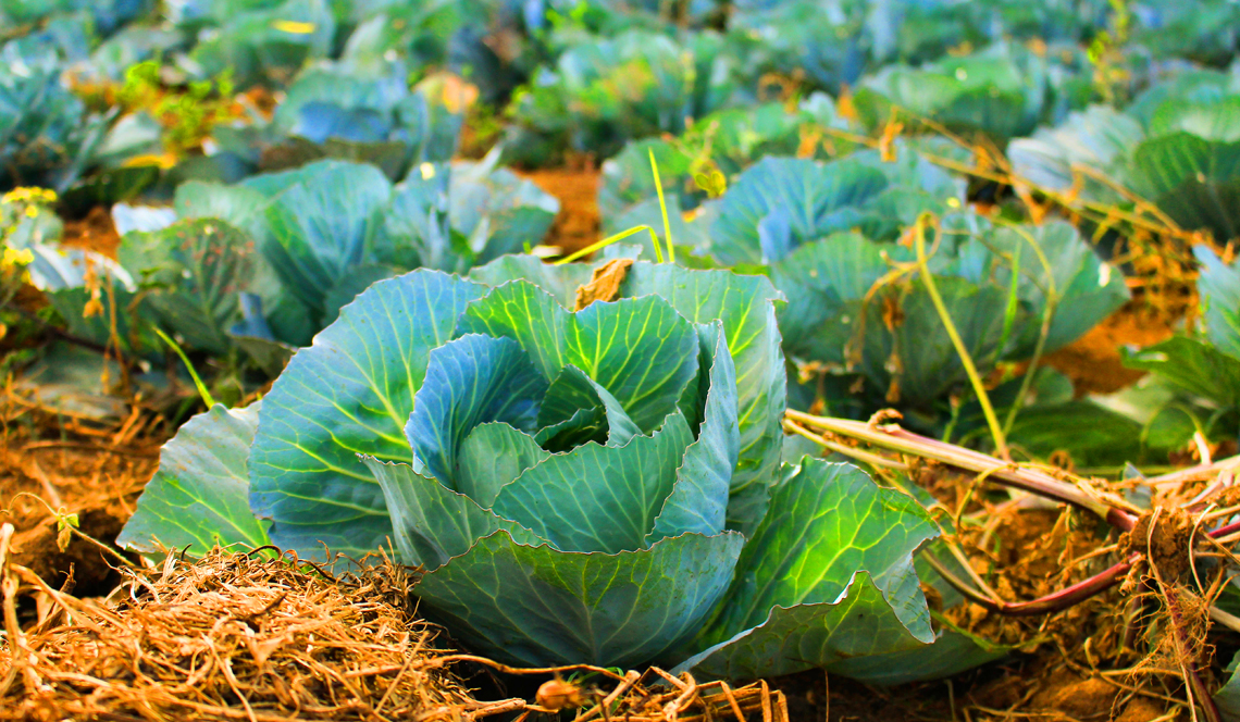 How to Start an Organic Garden | The 6 Stress-Free Organic Gardening Tips You Need to Know