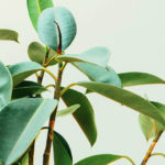 6 Best Indoor Plants to Purify the Air